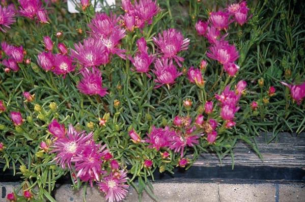 Name:  Lampranthus-roseus.jpg
Views: 20245
Size:  63.6 KB