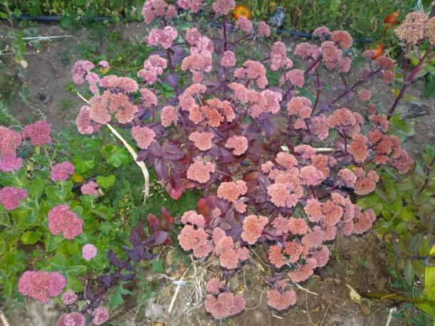 Name:  Sedum telephium Autumn Joy, Sedum spectabile 2.jpg
Views: 539
Size:  71.6 KB
