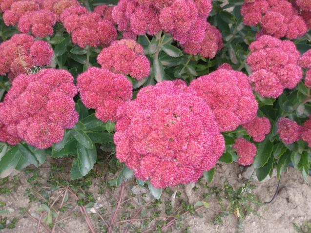 Name:  Sedum telephium Autumn Joy, Sedum spectabile.jpg
Views: 583
Size:  70.3 KB