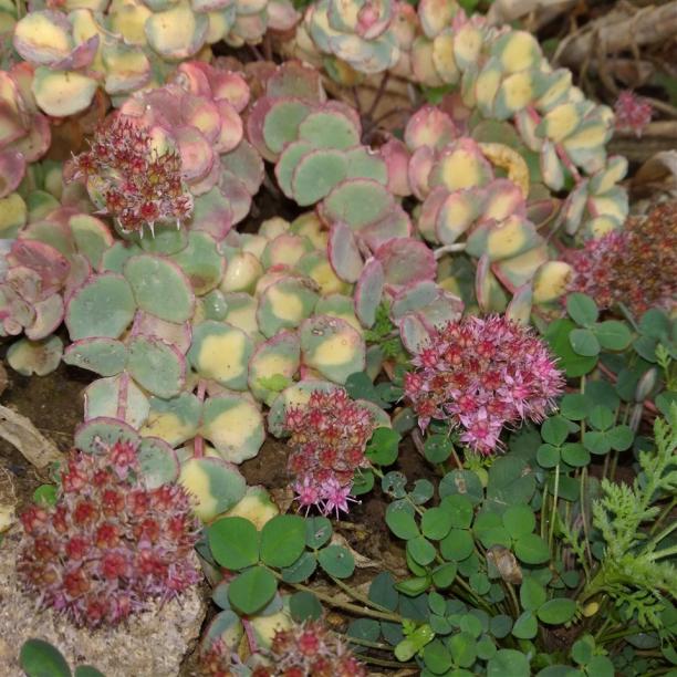 Name:  Sedum sieboldii 2.jpg
Views: 786
Size:  71.9 KB