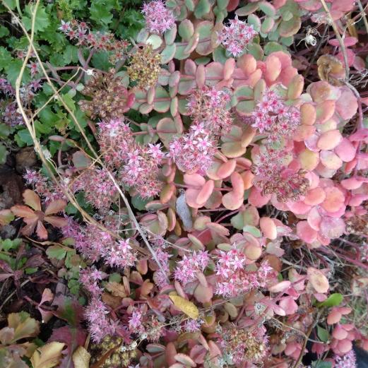 Name:  Sedum sieboldii 5 .jpg
Views: 639
Size:  75.7 KB
