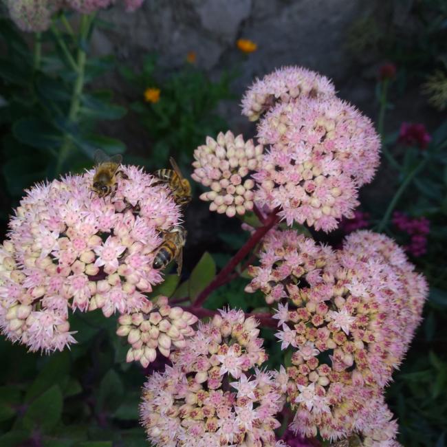 Name:  Sedum telephium Autumn Joy, Sedum spectabile 1.jpg
Views: 804
Size:  69.6 KB