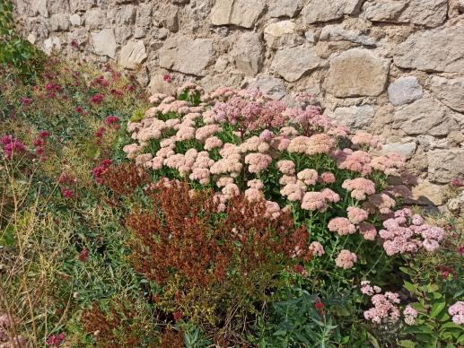 Name:  Sedum telephium Autumn Joy, Sedum spectabileilk halleri .jpg
Views: 345
Size:  71.6 KB