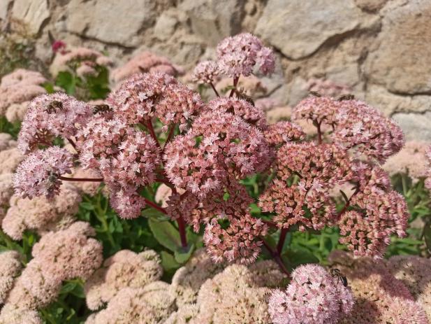 Name:  Sedum telephium Autumn Joy, Sedum spectabile krmzms olan .jpg
Views: 288
Size:  71.2 KB