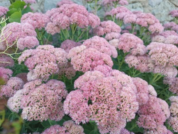 Name:  Sedum telephium Autumn Joy, Sedum spectabilekrmz yeil yaprakl .jpg
Views: 349
Size:  71.3 KB