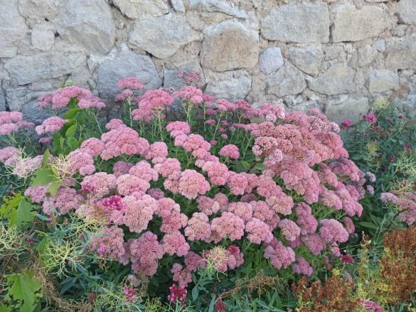 Name:  Sedum telephium Autumn Joy, Sedum spectabile pembelemi halleri .jpg
Views: 358
Size:  71.1 KB