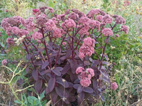 Name:  Sedum telephium Autumn Joy, Sedum spectabile krmz .jpg
Views: 284
Size:  73.0 KB
