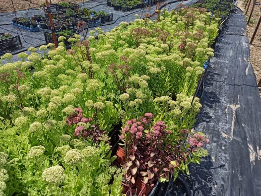 Name:  Sedum telephium Autumn Joy, Sedum spectabile.jpg
Views: 334
Size:  71.9 KB