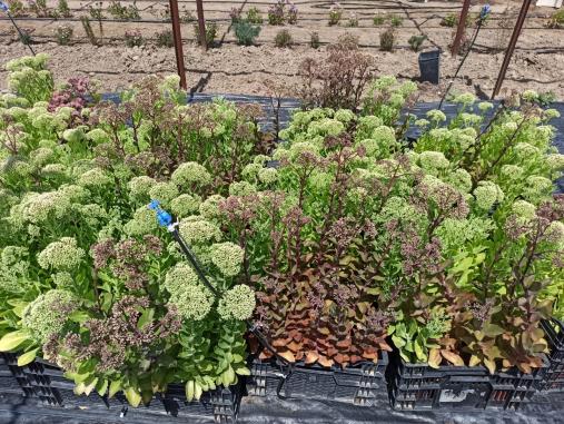 Name:  sattaki Sedum telephium Autumn Joy, Sedum spectabile.jpg
Views: 340
Size:  72.1 KB