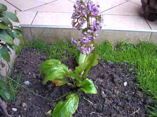 Name:  Photo-0138.jpg
Views: 9804
Size:  55.8 KB