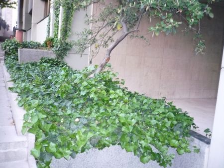 Name:  hedera.jpg
Views: 3113
Size:  66.3 KB