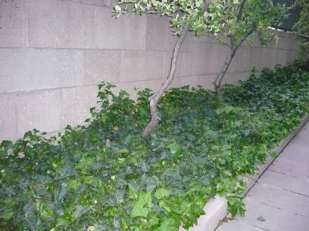 Name:  hedera2.jpg
Views: 2771
Size:  65.7 KB