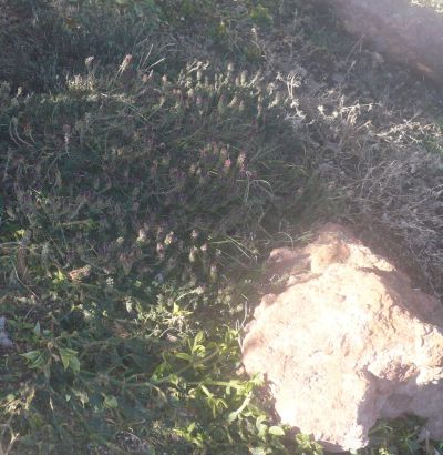 Name:  kekik-ks-3.jpg
Views: 4591
Size:  38.3 KB
