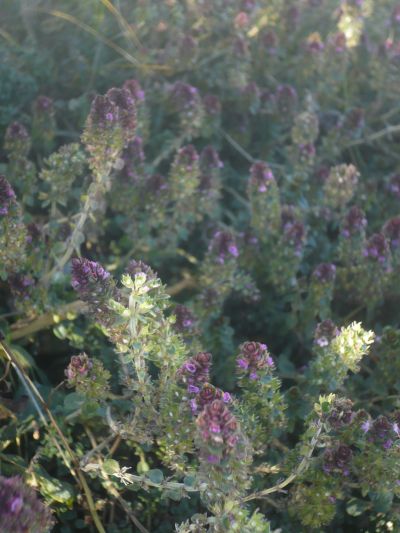 Name:  k-kekik-1.jpg
Views: 4876
Size:  40.1 KB