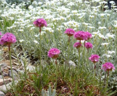 Name:  armeria-1.jpg
Views: 8167
Size:  63.2 KB