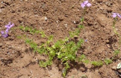 Name:  verbena-1.jpg
Views: 29124
Size:  59.4 KB