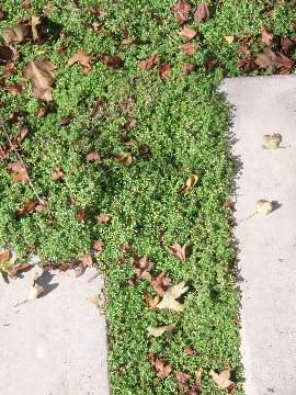 Name:  thyme_pavers.jpg
Views: 3337
Size:  64.1 KB