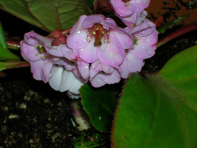 Name:  DSCN7979.jpg
Views: 7718
Size:  38.1 KB