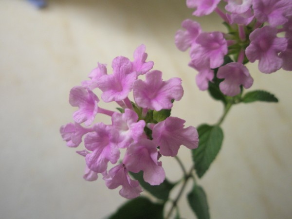 Name:  PB210069 (600 x 450).jpg
Views: 3104
Size:  38.2 KB