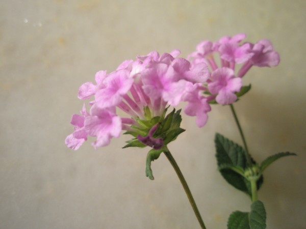Name:  PB210071 (600 x 450).jpg
Views: 3122
Size:  33.4 KB