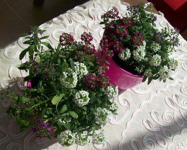 Name:  kark 078.jpg
Views: 18287
Size:  70.7 KB