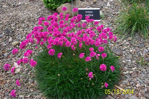 Name:  Armeria-maritima.jpg
Views: 22495
Size:  51.7 KB
