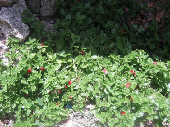 Name:  buz iei.jpg
Views: 5481
Size:  59.6 KB