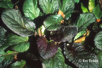 Name: ajuga_reptans-junglebeaut.jpeg
Views: 3751
Size: 21.7 KB