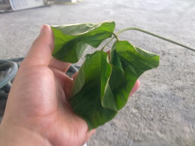 Name:  200420122216.jpg
Views: 1195
Size:  31.8 KB