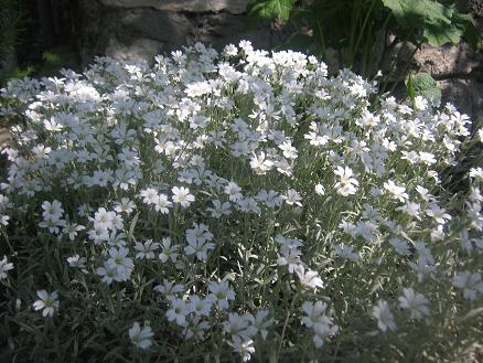 Name:  yaz kar.JPG
Views: 6526
Size:  58.4 KB