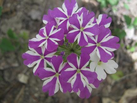 Name: yerminesi.JPG
Views: 2595
Size: 38.1 KB