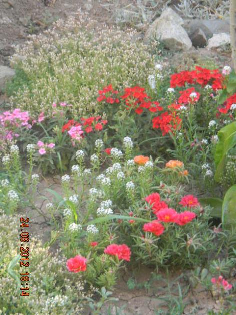 Name:  DSCN1783.jpg
Views: 2362
Size:  64.4 KB