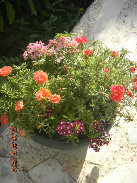 Name:  DSCN1784.jpg
Views: 2482
Size:  62.0 KB