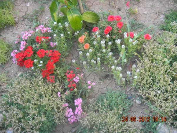 Name:  DSCN1803.jpg
Views: 2512
Size:  73.2 KB