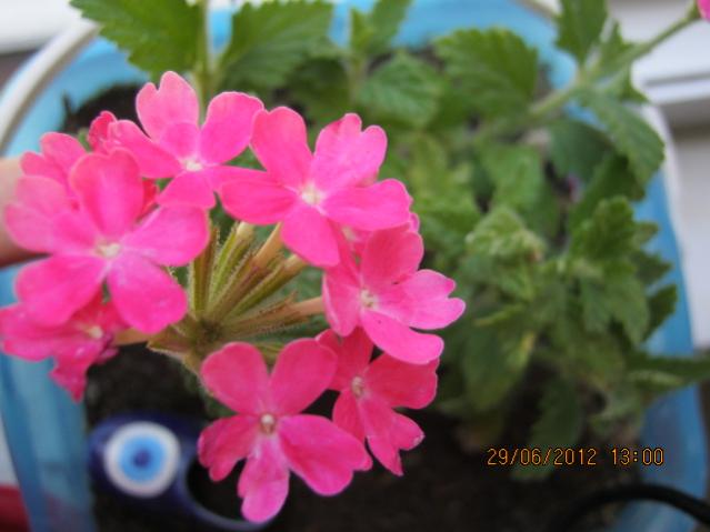 Name:  013.jpg
Views: 2147
Size:  33.5 KB