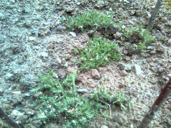 Name:  yayilici_kekik.jpg
Views: 2828
Size:  62.9 KB