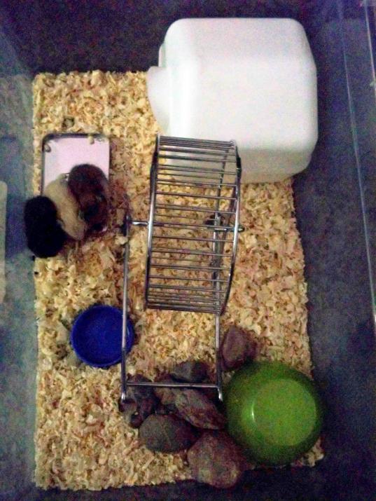 Name:  agaclar170.jpg
Views: 1458
Size:  72.3 KB