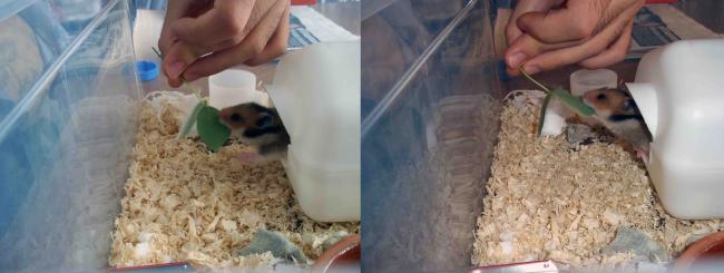 Name:  agaclar173.jpg
Views: 1479
Size:  26.7 KB