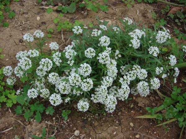 Name:  Alyssum 'carpet of snow'.jpg
Views: 3621
Size:  65.6 KB