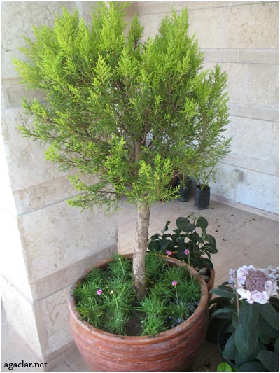 Name:  armeria4.jpg
Views: 4248
Size:  52.8 KB