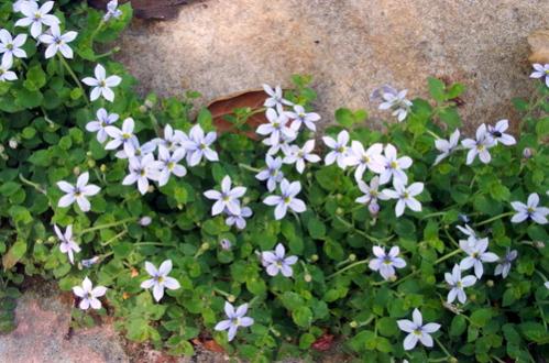 Name:  blue_star_creeper_2.jpg
Views: 1764
Size:  41.9 KB
