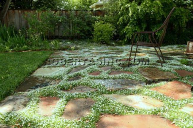 Name:  blue-star-creeper-1.jpg
Views: 1546
Size:  55.7 KB