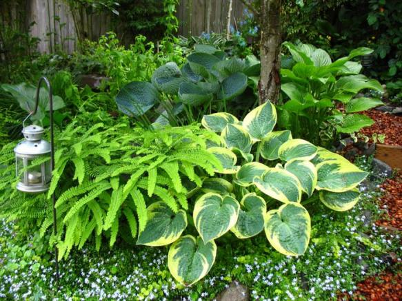 Name:  hosta group_1_1.jpg
Views: 1484
Size:  73.4 KB
