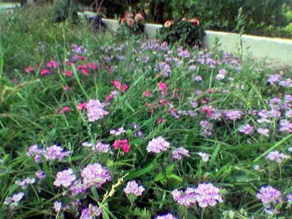 Name:  Image(349).jpg
Views: 26919
Size:  65.7 KB