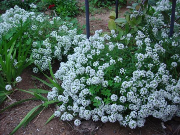 Name:  Alyssum.jpg
Views: 3177
Size:  72.2 KB