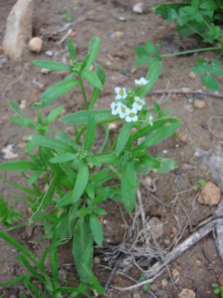 Name:  Little Alyssum seedlings.jpg
Views: 3023
Size:  42.8 KB