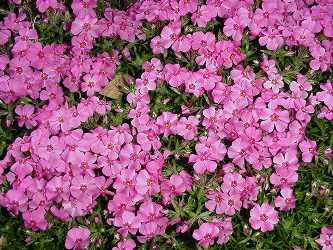 Name:  phlox.jpg
Views: 7577
Size:  23.9 KB