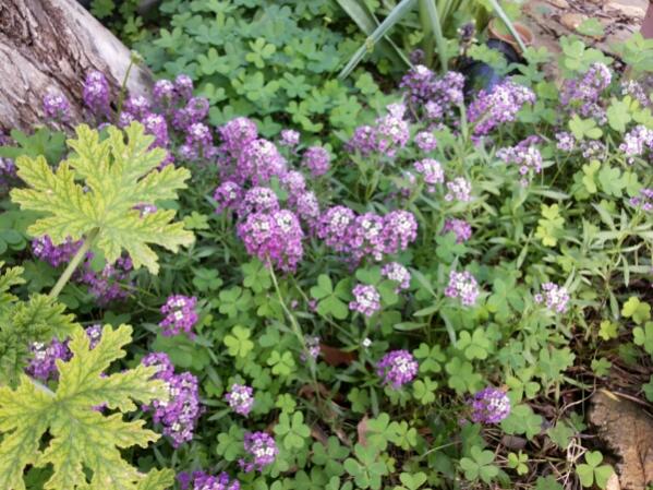Name:  Self-seed Alyssum.jpg
Views: 2471
Size:  67.4 KB