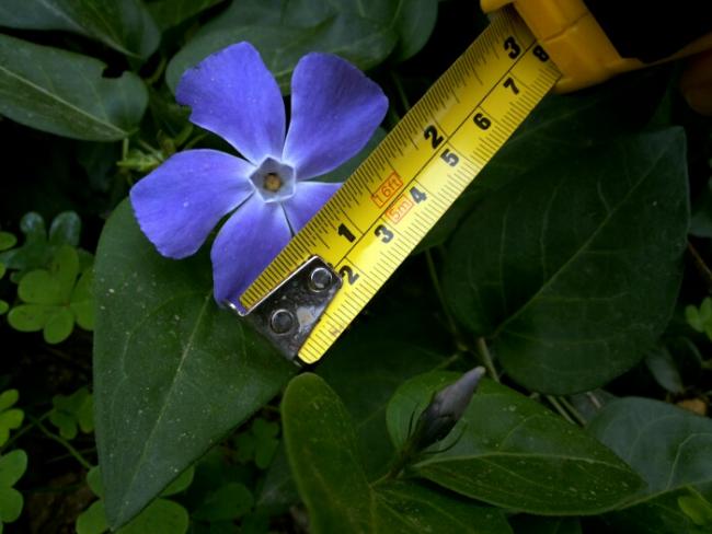 Name:  Vinca major flower size.jpg
Views: 1906
Size:  37.5 KB