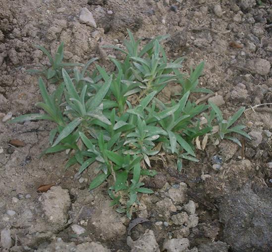 Name:  cerastium_tomentosum.jpg
Views: 4154
Size:  63.8 KB